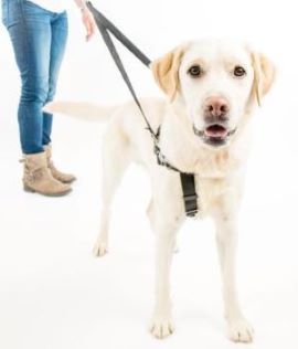 How to fit a dog harness!