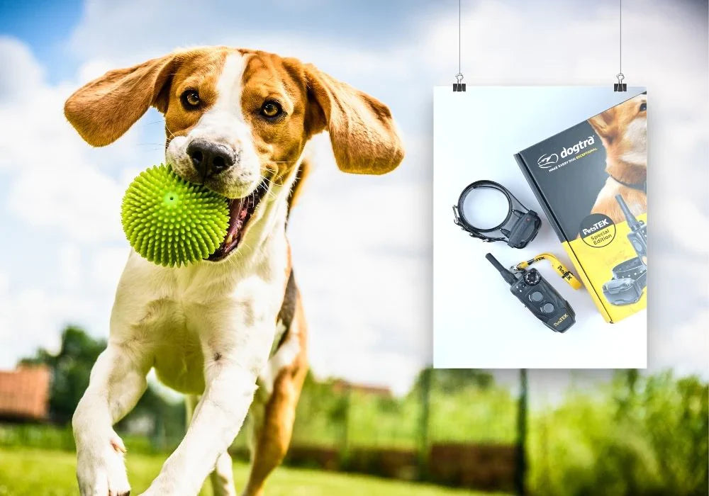 E-Collar Tips | Munro Kennels