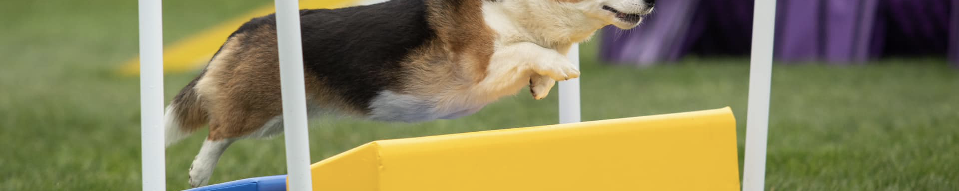 Agility Jumps, Hurdles & Cones | MunroKennels.com | Munro Industries mk-100904230202