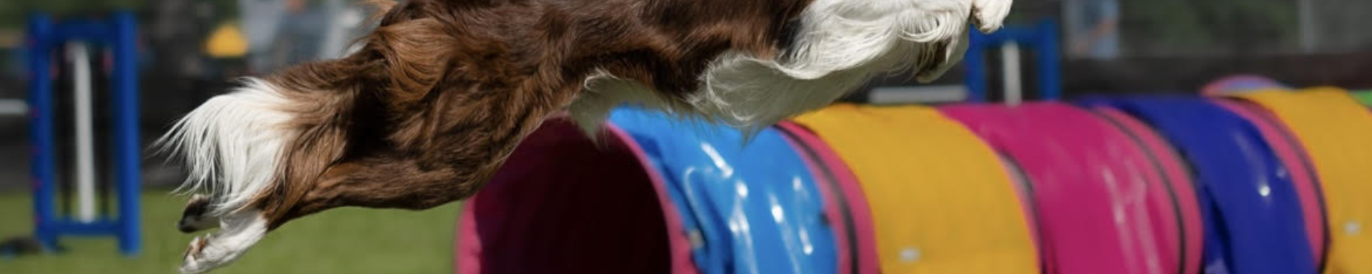 Agility Tunnels & Tunnel Bags | MunroKennels.com | Munro Industries mk-100904230203