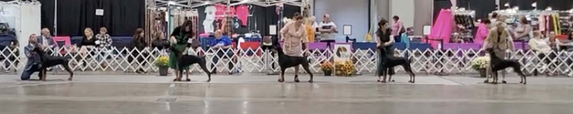 Conformation - Expert Tools and Tips for Dog Show Success | MunroKennels.com | Munro Industries mk-1009042301