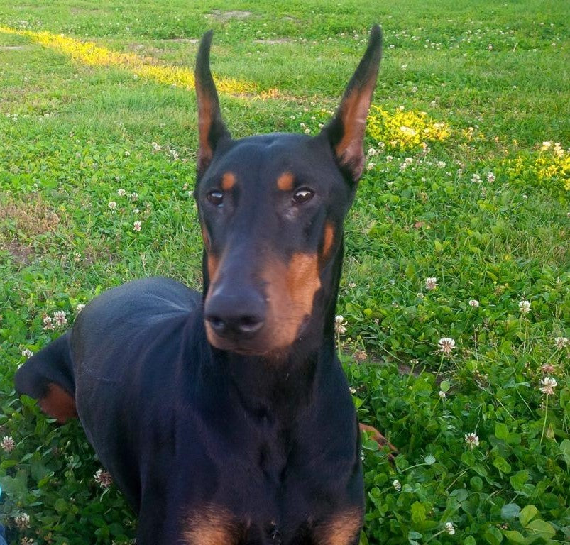 Meet the Crew Munro Kennels Sydney