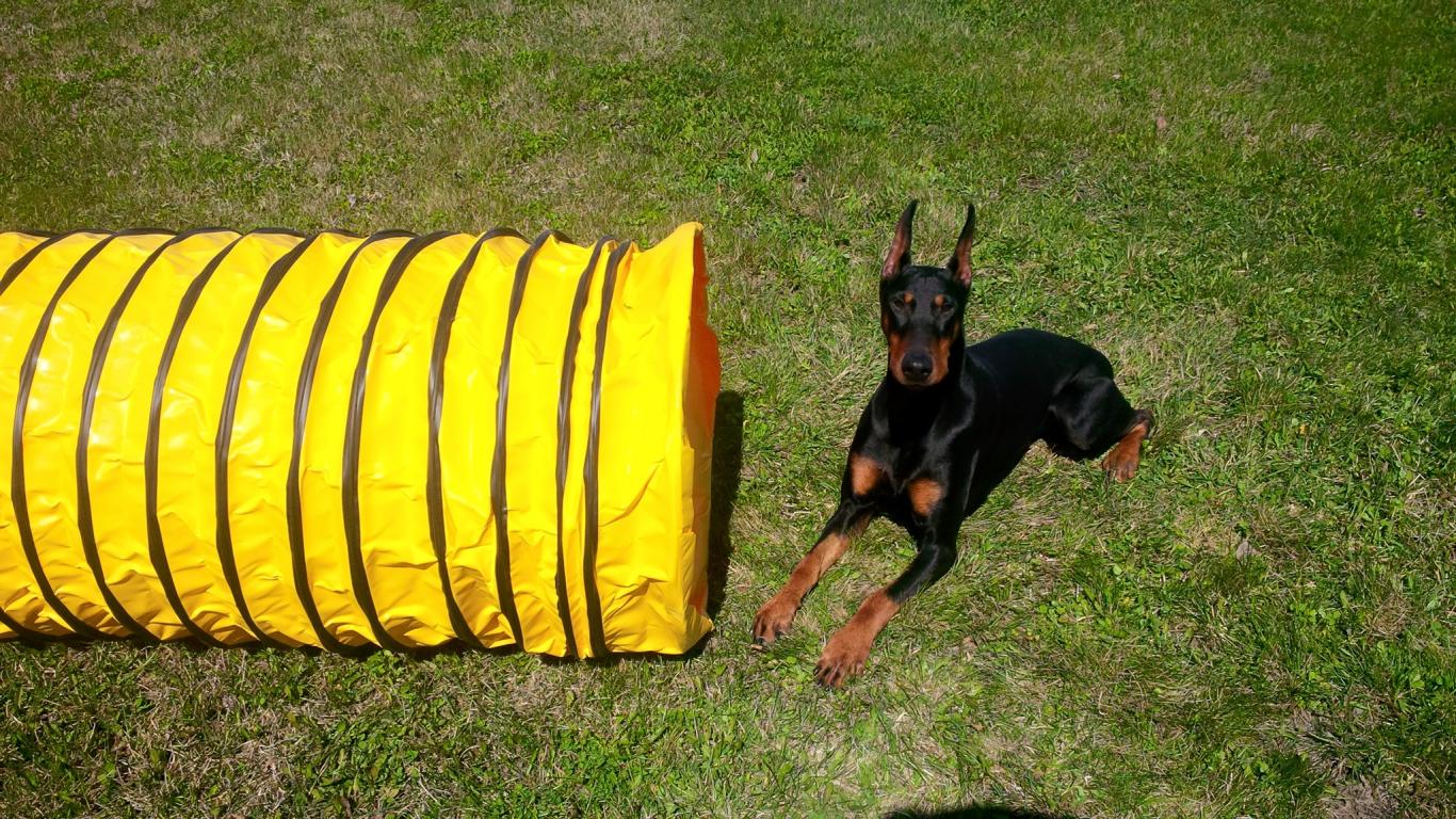 Sydney | Munro Kennels | Doberman Pincher | Mainwynd Kennels - Fyre Me Up (2017-Present)