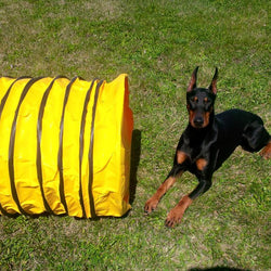 Sydney | Munro Kennels | Doberman Pincher | Mainwynd Kennels - Fyre Me Up (2017-Present)