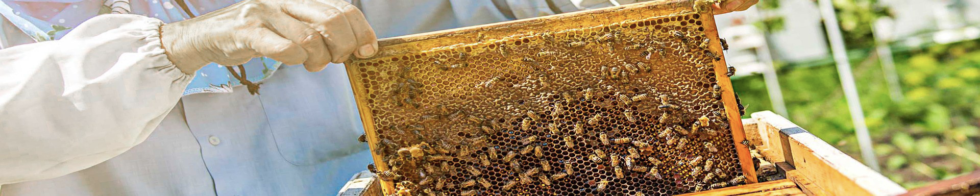 Bee Keeping Supplies | MunroKennels.com | Munro Industries mk-10090403