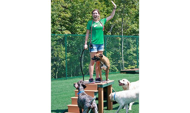 Dog Park Stairs and Ramp