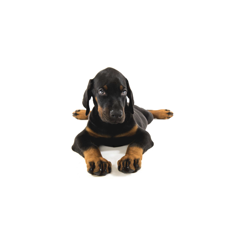 Buyer's Guide | MunroKennels.com | Munro Industries mk-1009010201 800x800