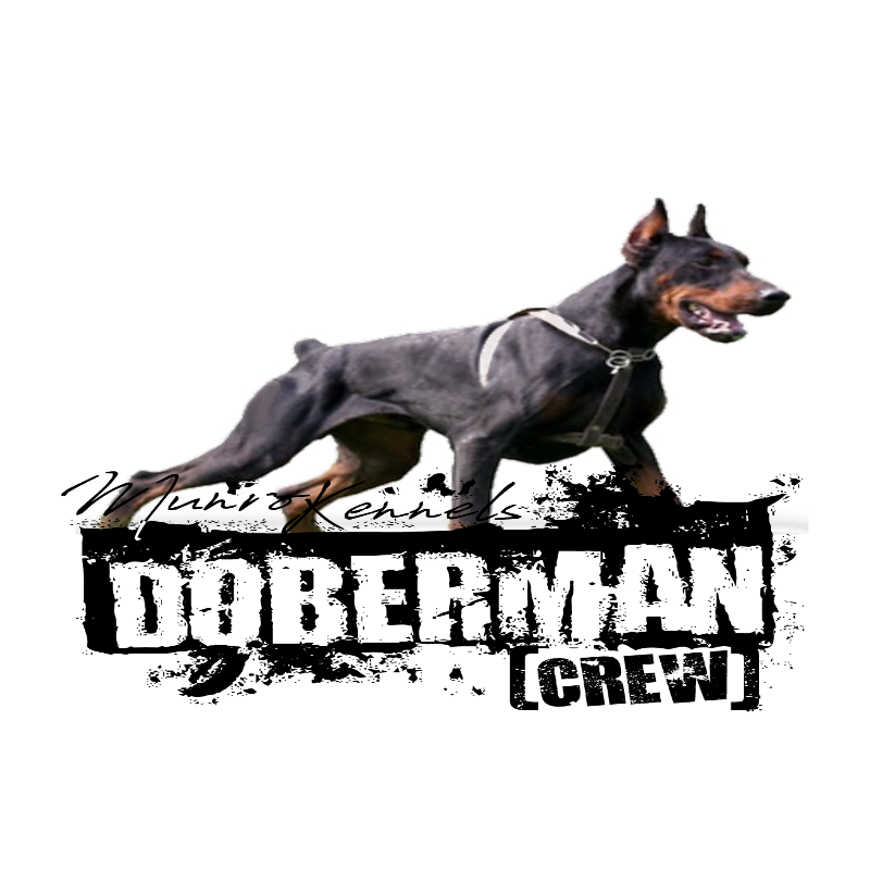 Doberman Crew | MunroKennels.com mk-100901 800x800