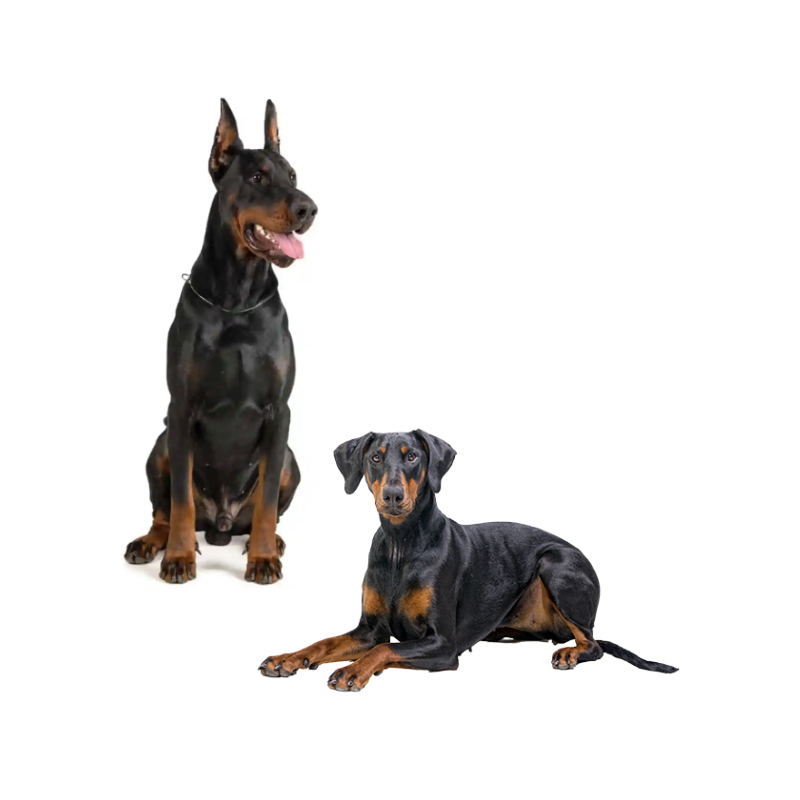 Ear Cropping & Tail Docking | MunroKennels.com | Munro Industries mk-1009010102 800x800
