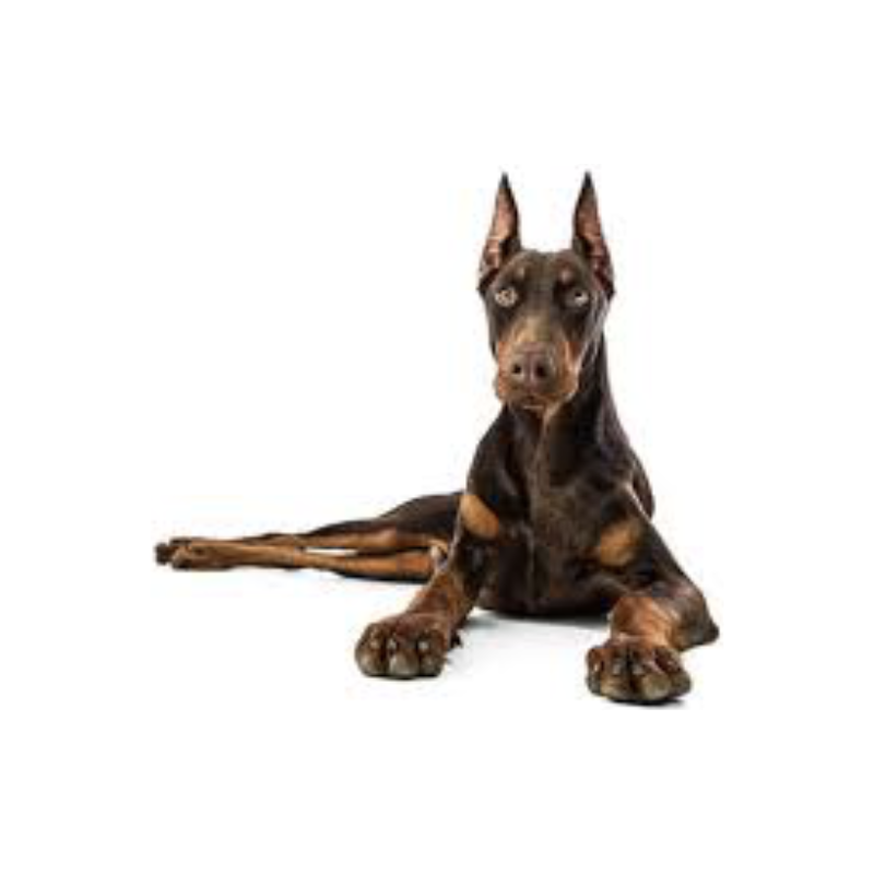 General Care | MunroKennels.com | Munro Industries mk-1009010202 800x800