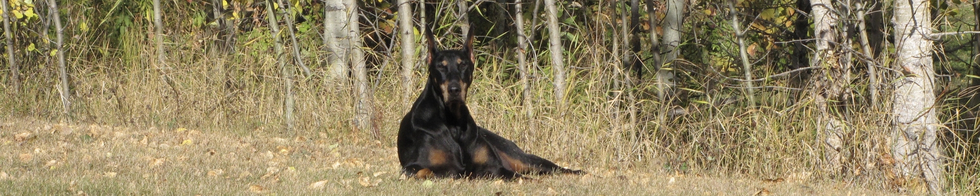 Health & Longevity | MunroKennels.com | Munro Industries mk-1009010103 1920x384