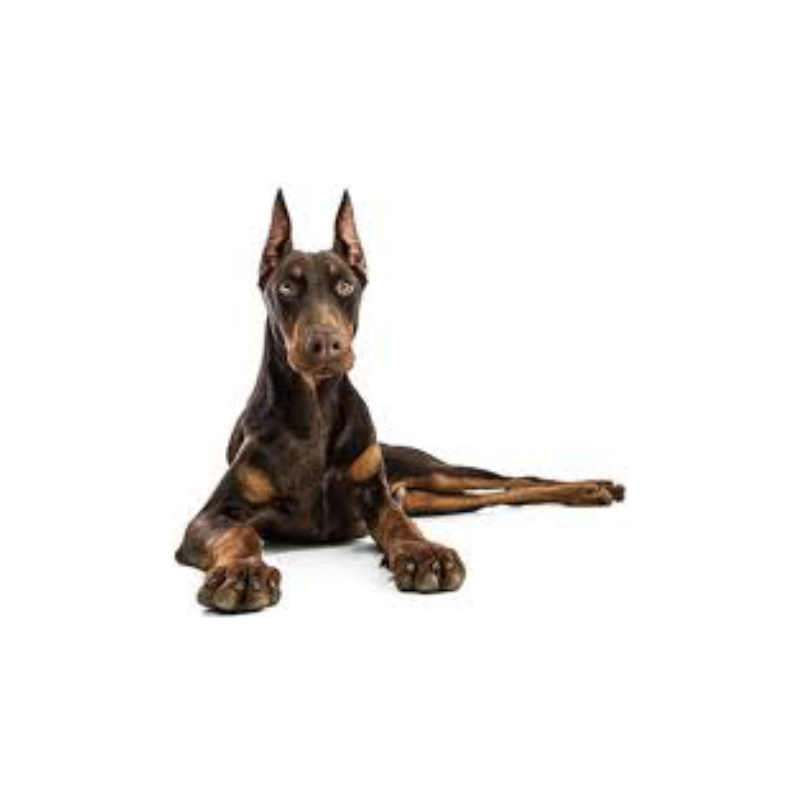 Health & Longevity | MunroKennels.com | Munro Industries mk-1009010103 800x800