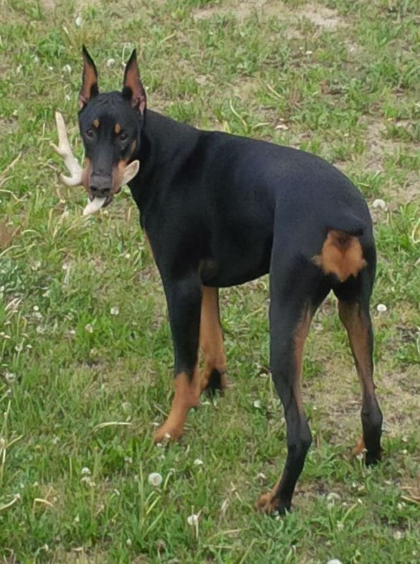 Meet the Crew Munro Kennels Echo
