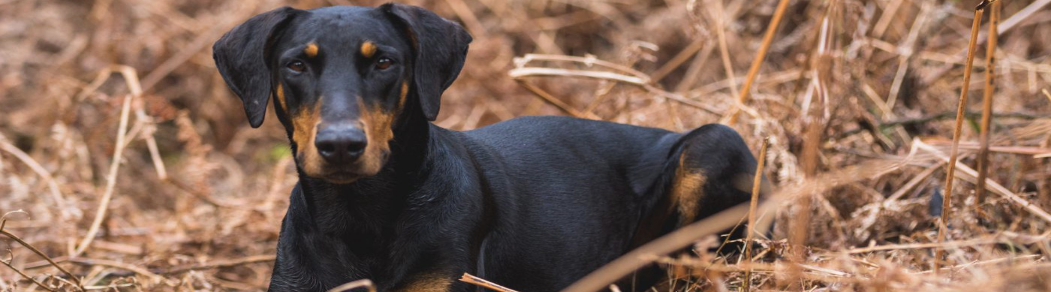 Owner Education | MunroKennels.com | Munro Industries mk-10090102 2160x600