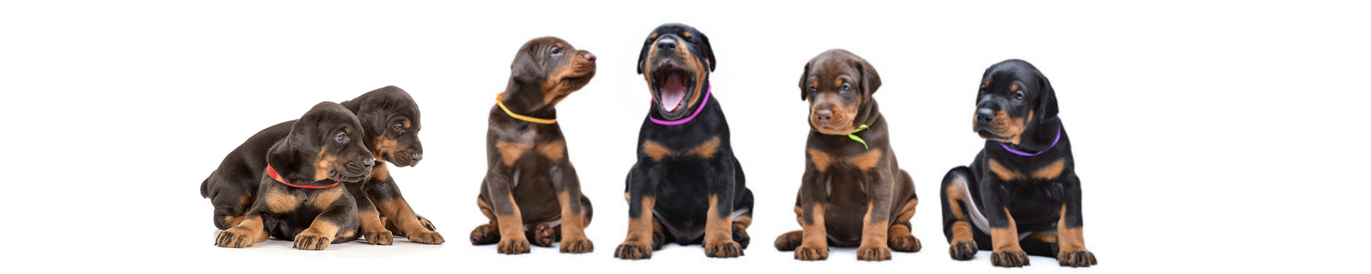 Owner Preparation | MunroKennels.com | Munro Industries mk-1009010206 1920x384