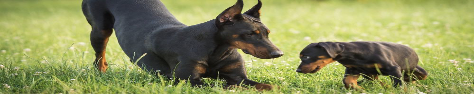 Puppy Timeline | MunroKennels.com | Munro Industries mk-1009010207 1920x384