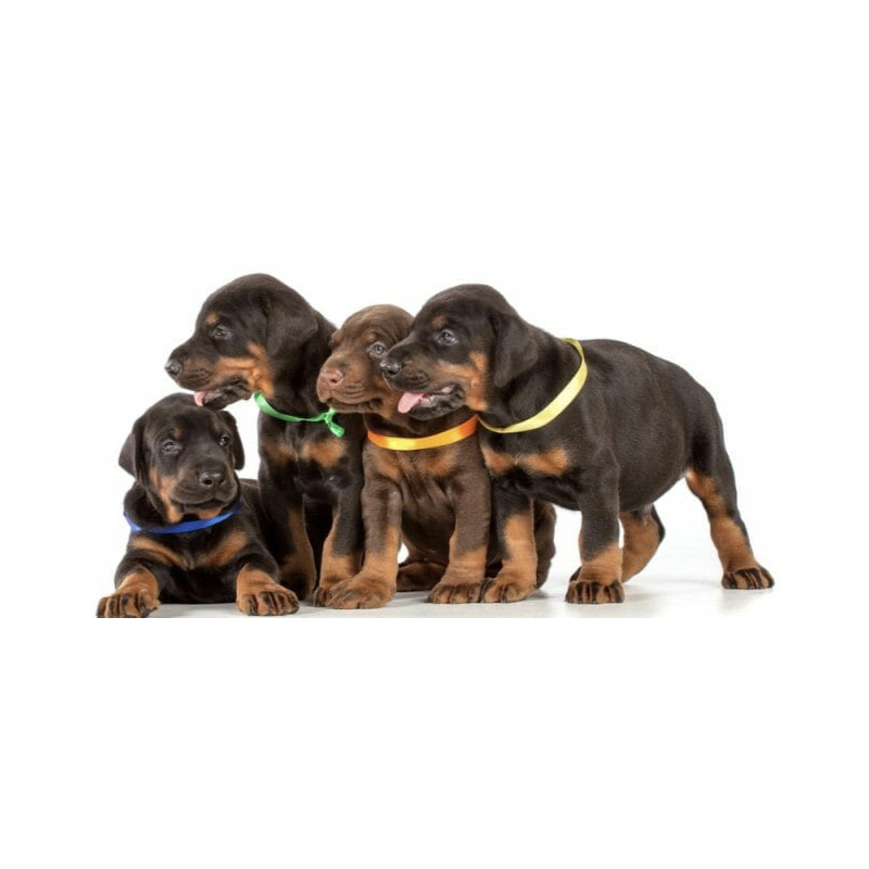 Puppy Timeline | MunroKennels.com | Munro Industries mk-1009010207 800x800