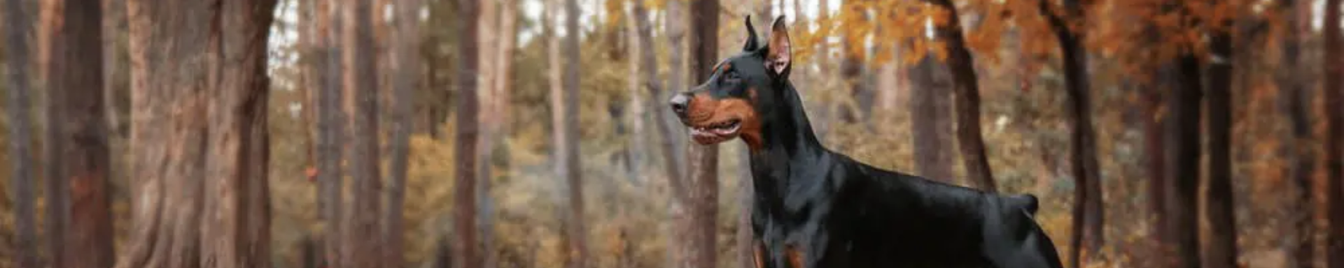 Training & Education | MunroKennels.com | Munro Industries mk-1009010208 1920x384