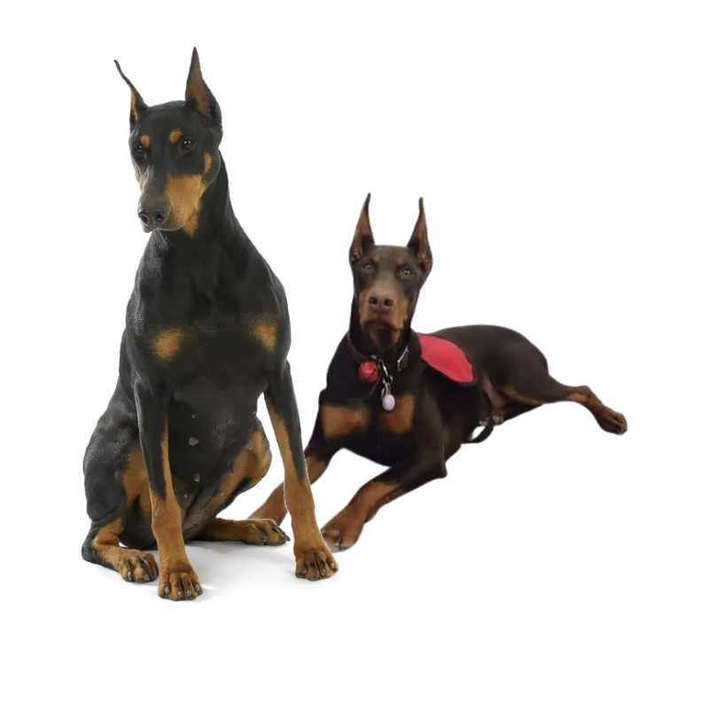 Training & Education | MunroKennels.com | Munro Industries mk-1009010208 800x800