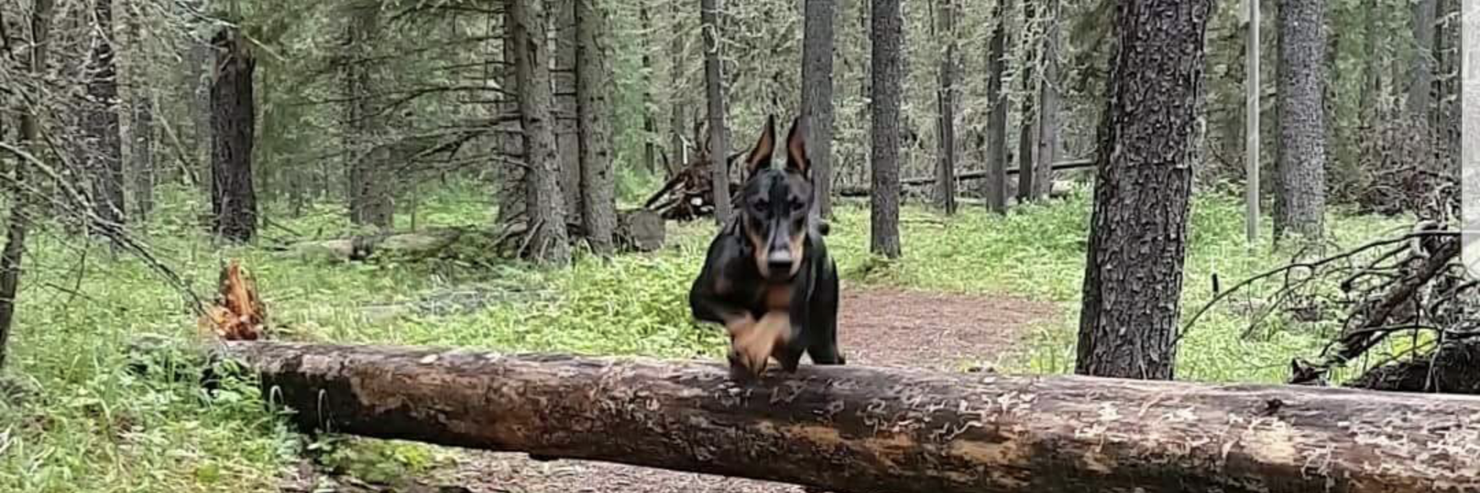 Training | MunroKennels.com mk-100903