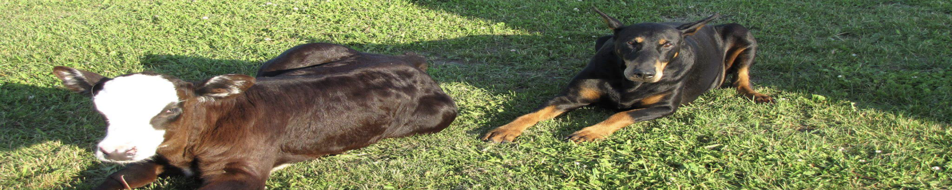 Versatility | MunroKennels.com | Munro Industries mk-1009010104 1920x384