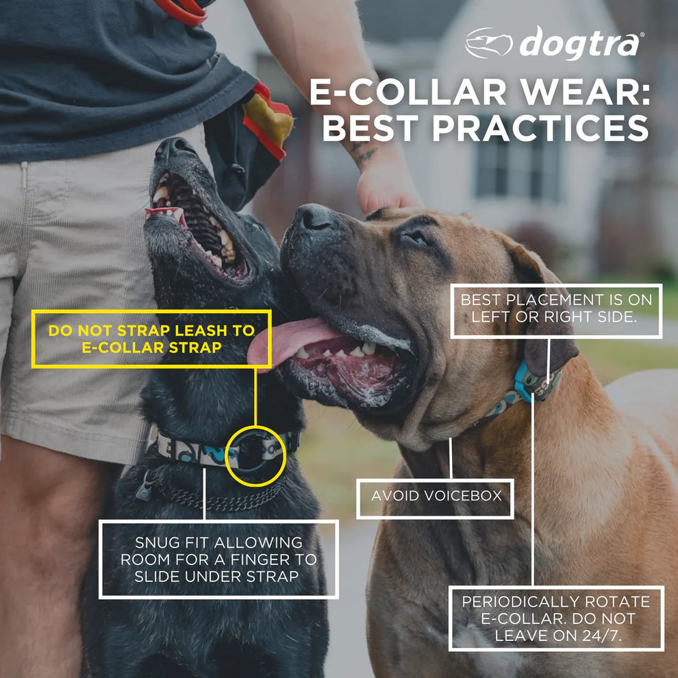 DOGTRA ARC Handsfree Plus Boost & Lock | MunroKennels.com