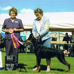 Eve | Munro Kennels | 9 Year Old Doberman | Ch. Mainwynd Kennels - Encore (2005-2014)