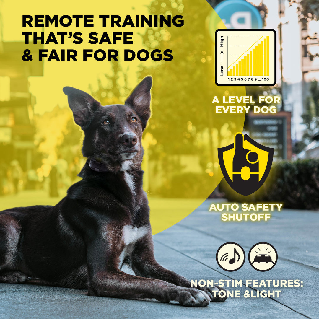 Dogtra 200IQ Training System | MunroKennels.com