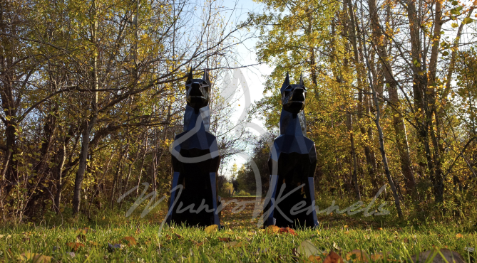 Munro Kennels MK Iron Doberman - Life Size