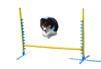 Cool Runners Pedestal Jump Sets | MunroKennels.com