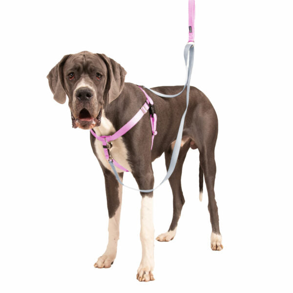 Freedom No-Pull Dog Harness - Rose Pink
