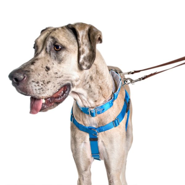 Freedom No-Pull Dog Harness - Turquoise