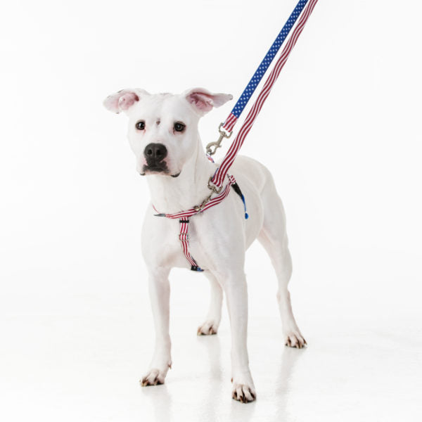 Freedom No-Pull Dog Harness - Star Spangled EarthStyle