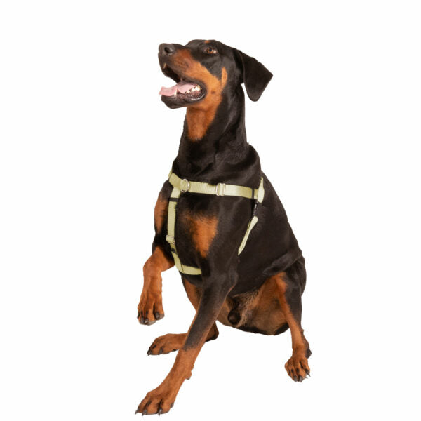 Freedom No-Pull Dog Harness - Tan