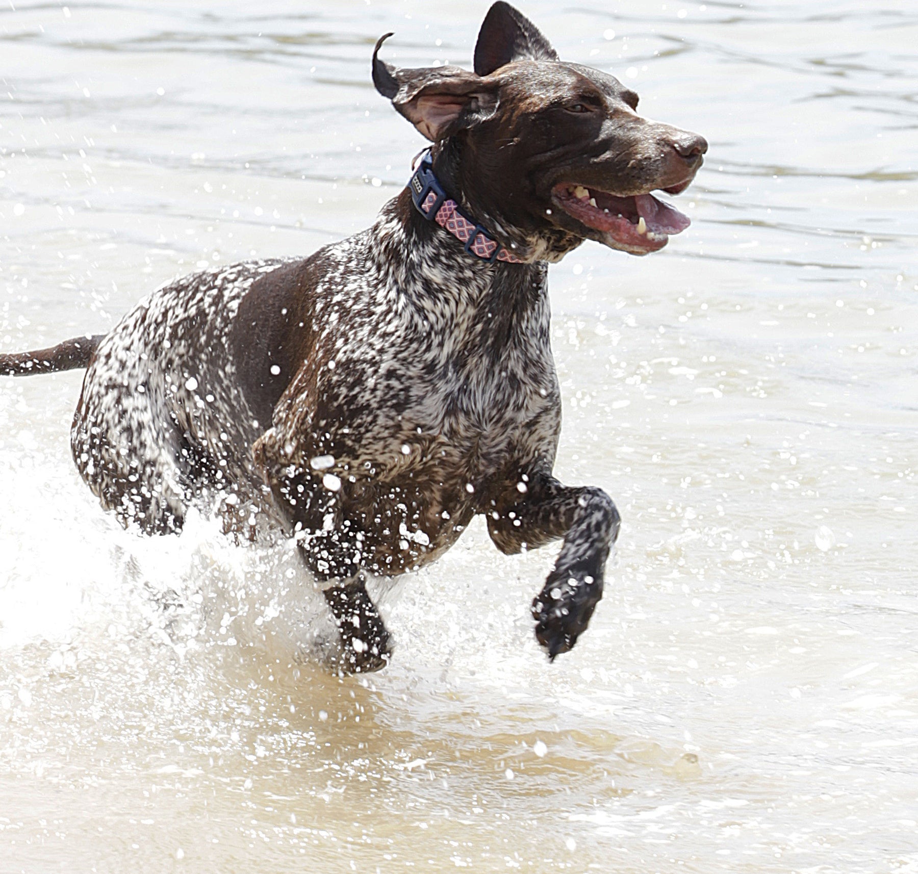 Neoprene Collar - Gromit