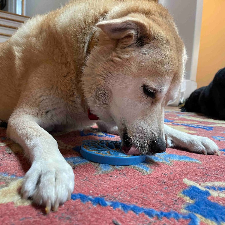 ECOIN Snacking Coin - Air Balloon