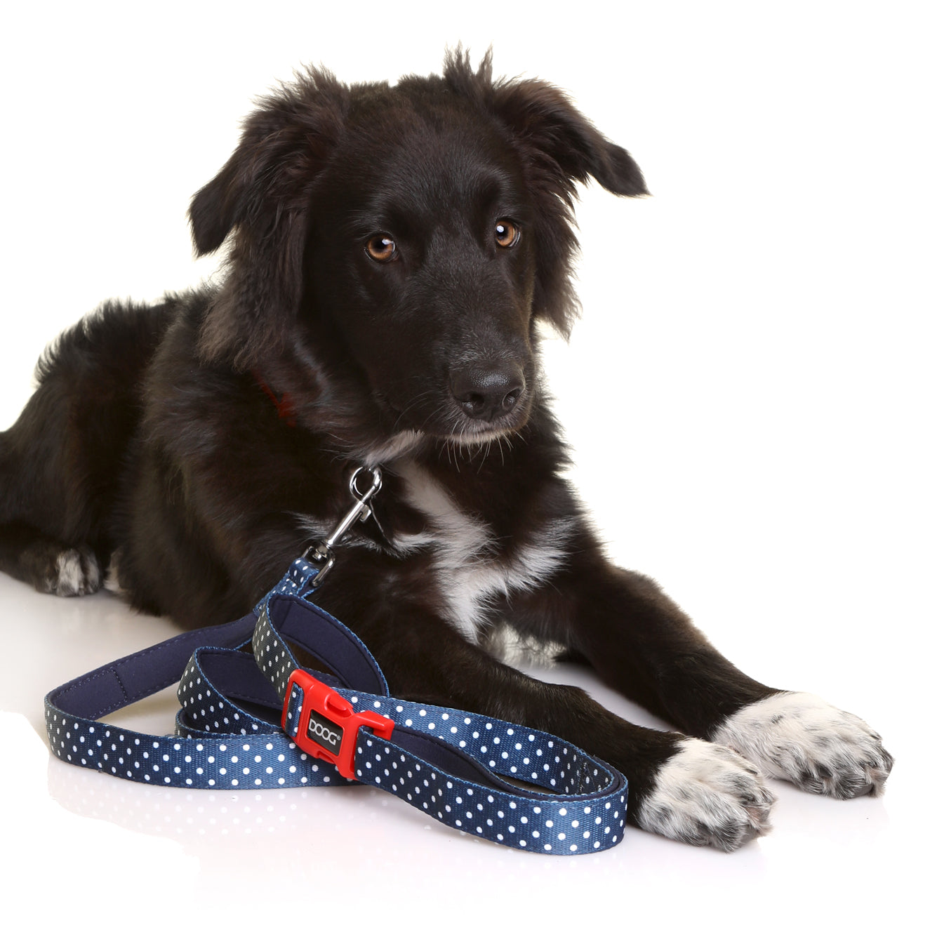 Neoprene Dog Lead 'Clip It' - Stella