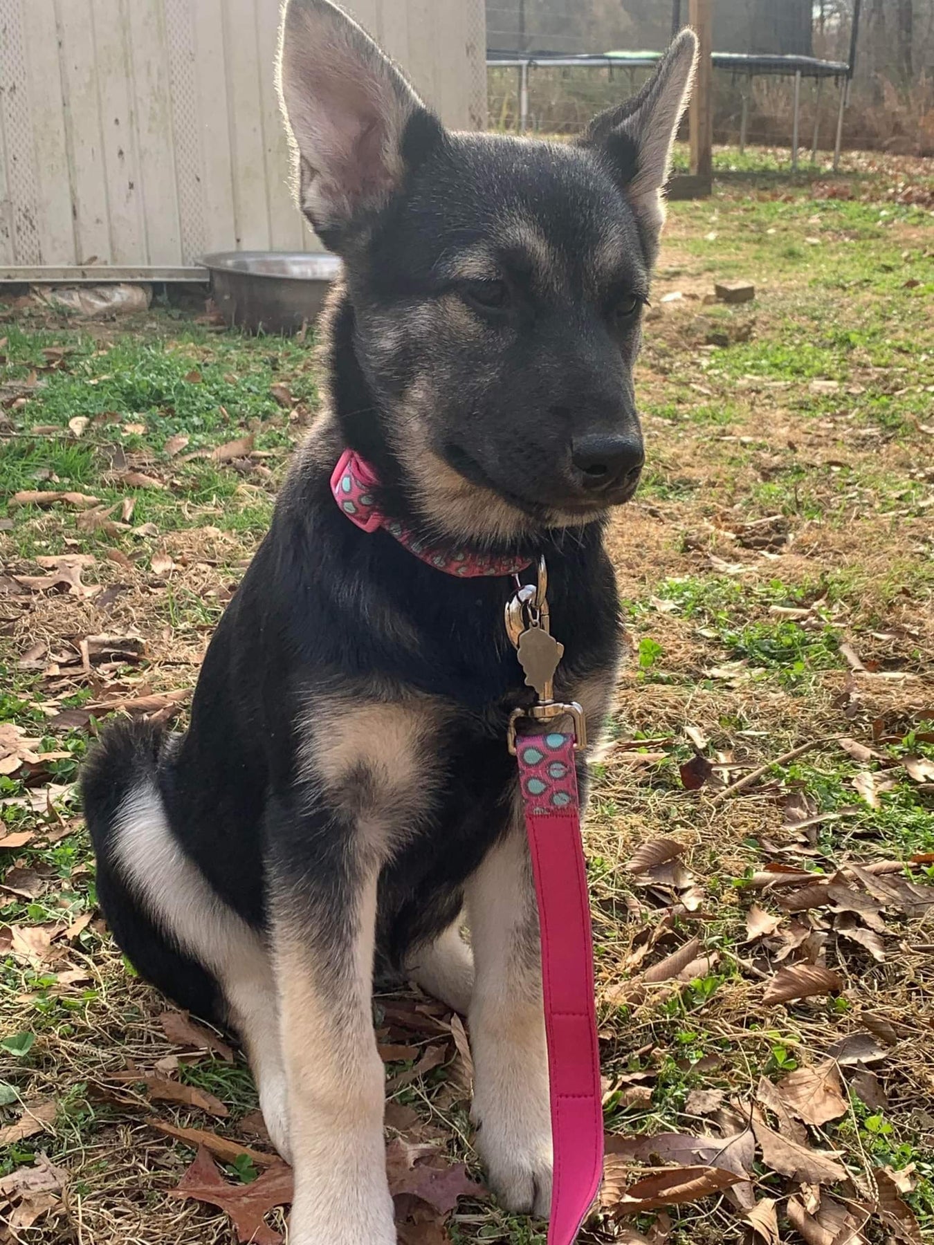 Neoprene Dog Lead 'Clip It' - Luna