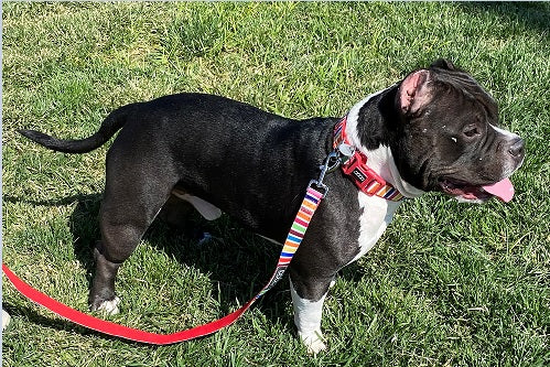 Neoprene Collar - Scooby