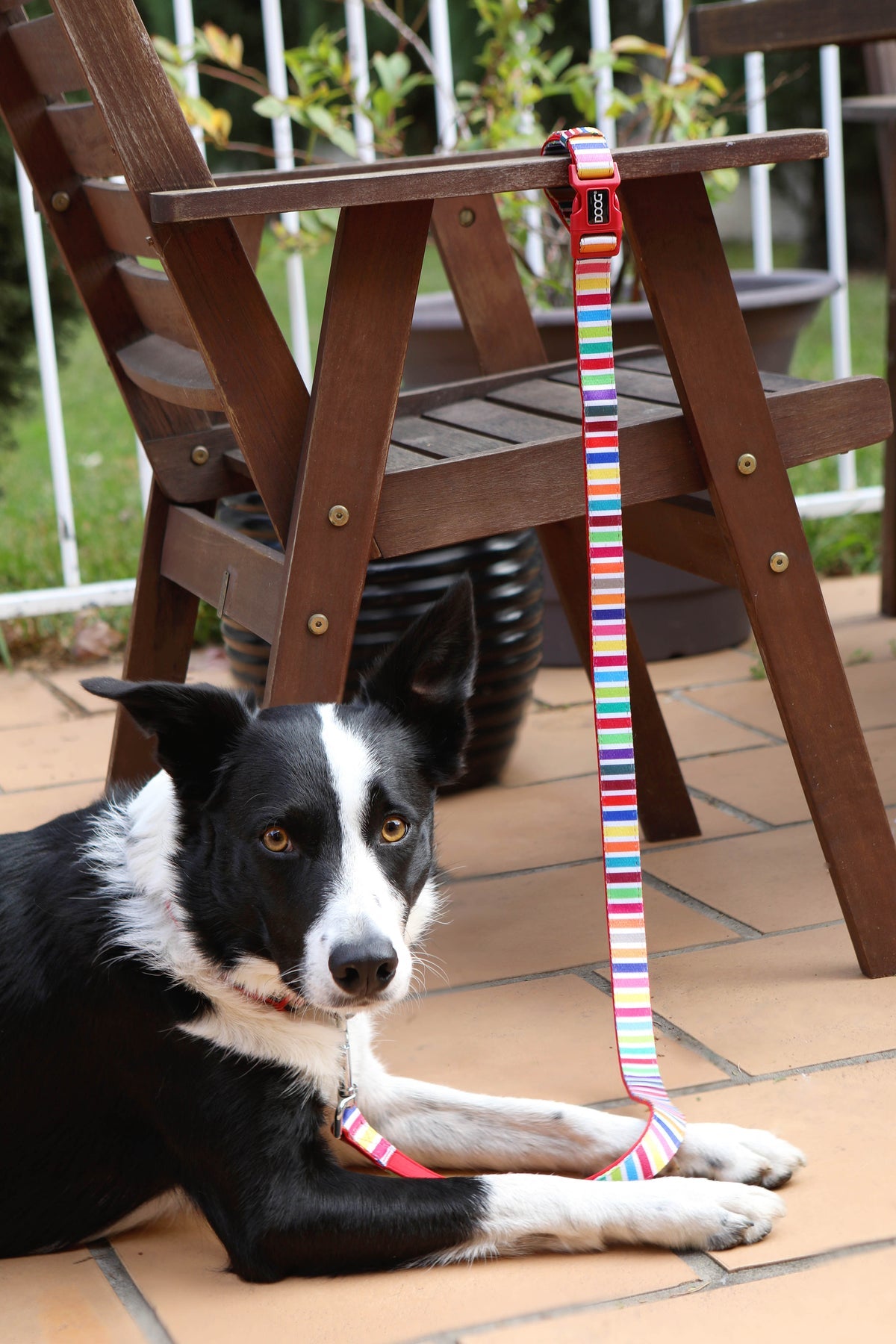 Neoprene Dog Lead 'Clip It' - Scooby