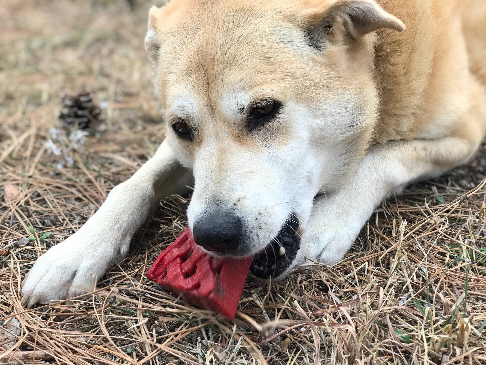 Nylon Dog Chew Toy - Cherry Pie