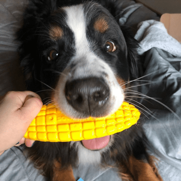 Nylon Dog Chew Toy - Corn on the Cob