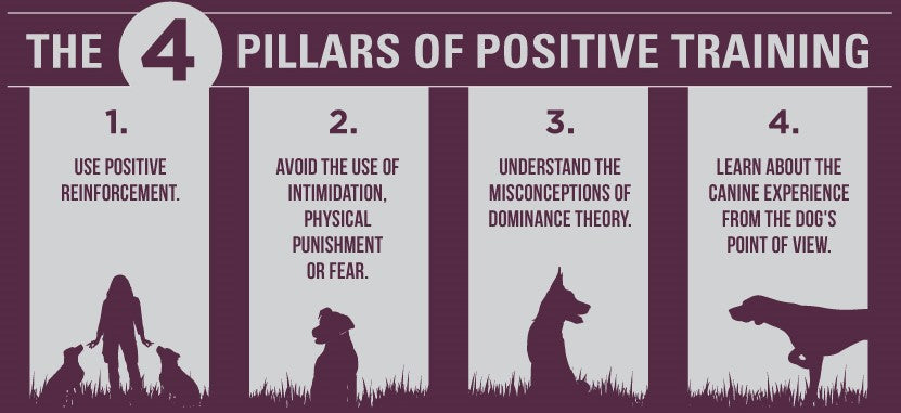 The Benefits of Positive Dog Training
