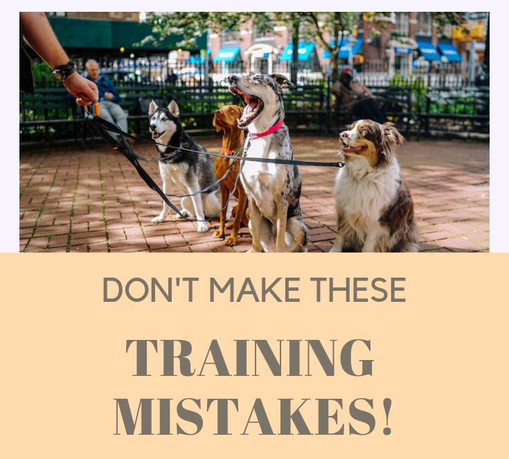 Common Dog Training Mistakes