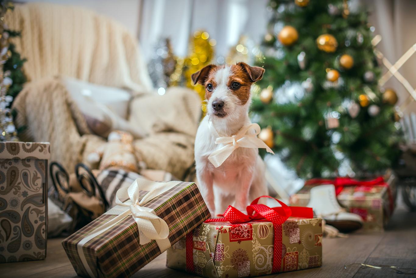 HOLIDAYS - Help Your Dog Deal With Visitors