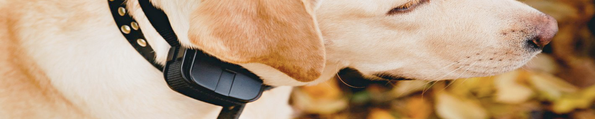 Dog Fence Systems | MunroKennels.com | Munro Industries mk-1009041001