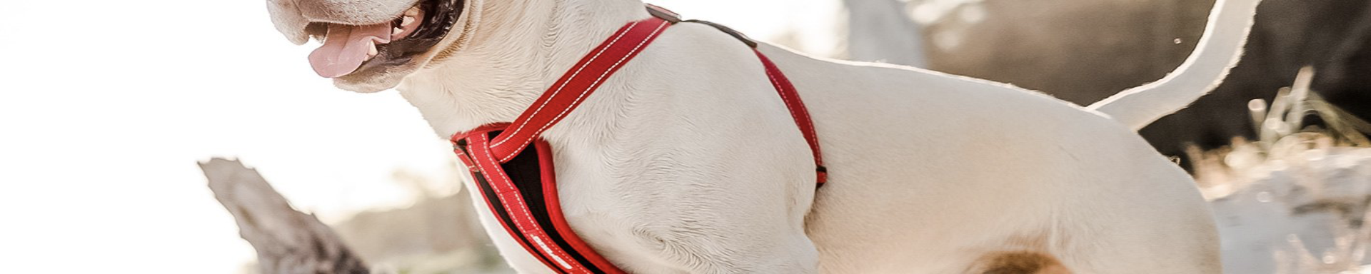 Dog Harnesses | MunroKennels.com | Munro Industries mk-1009040803