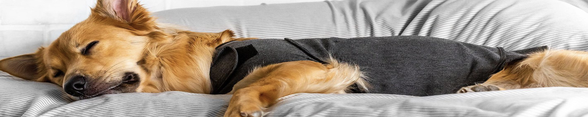 Dog Shirts & Tops | MunroKennels.com | Munro Industries mk-1009040110
