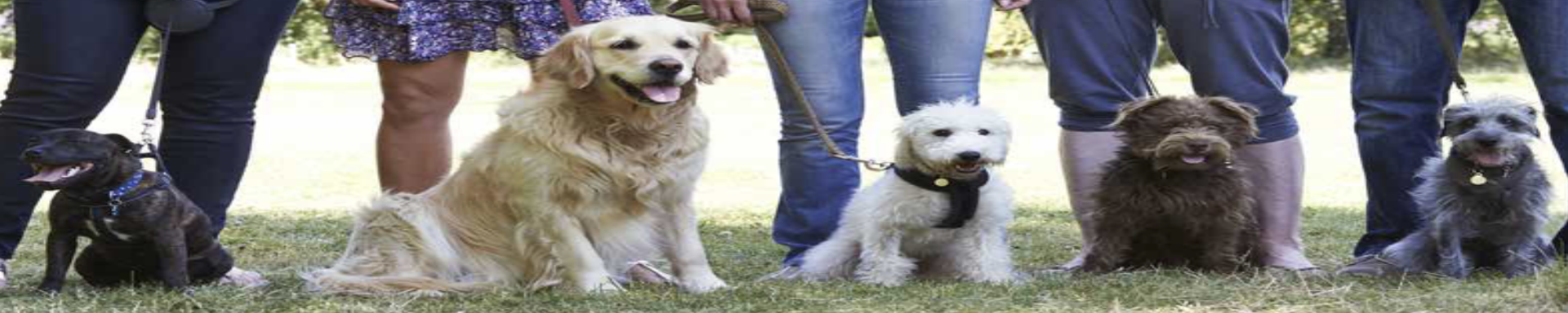 Obedience & Rally | MunroKennels.com | Munro Industries mk-1009042303