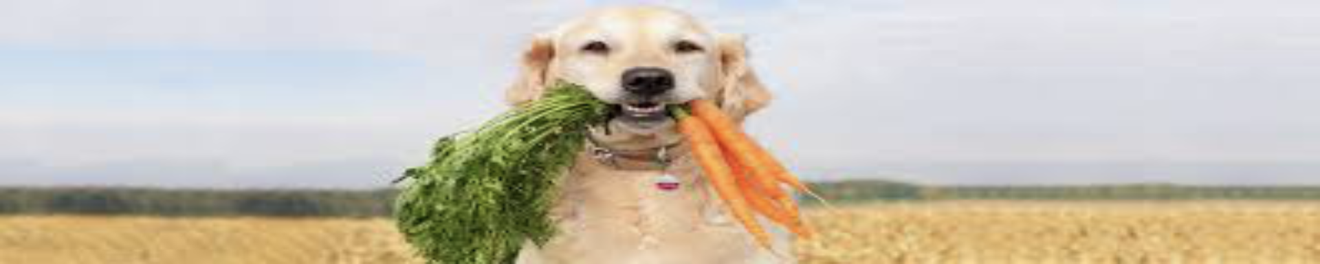 Pet Friendly Recipes | MunroKennels.com | Munro Industries mk-10090204